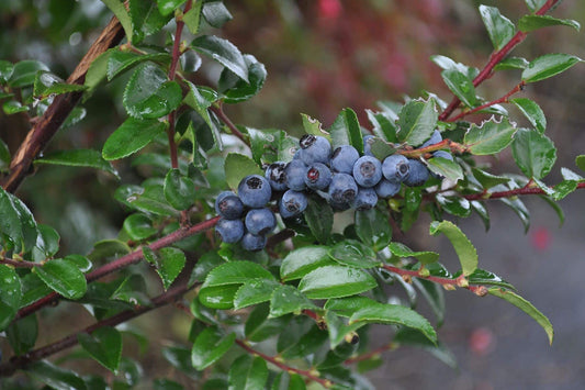 Evergreen Huckleberry - Bundle of 5