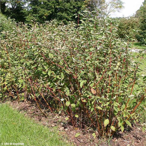 Red Osier Dogwood - Bundle of 5 (3' Cutting)