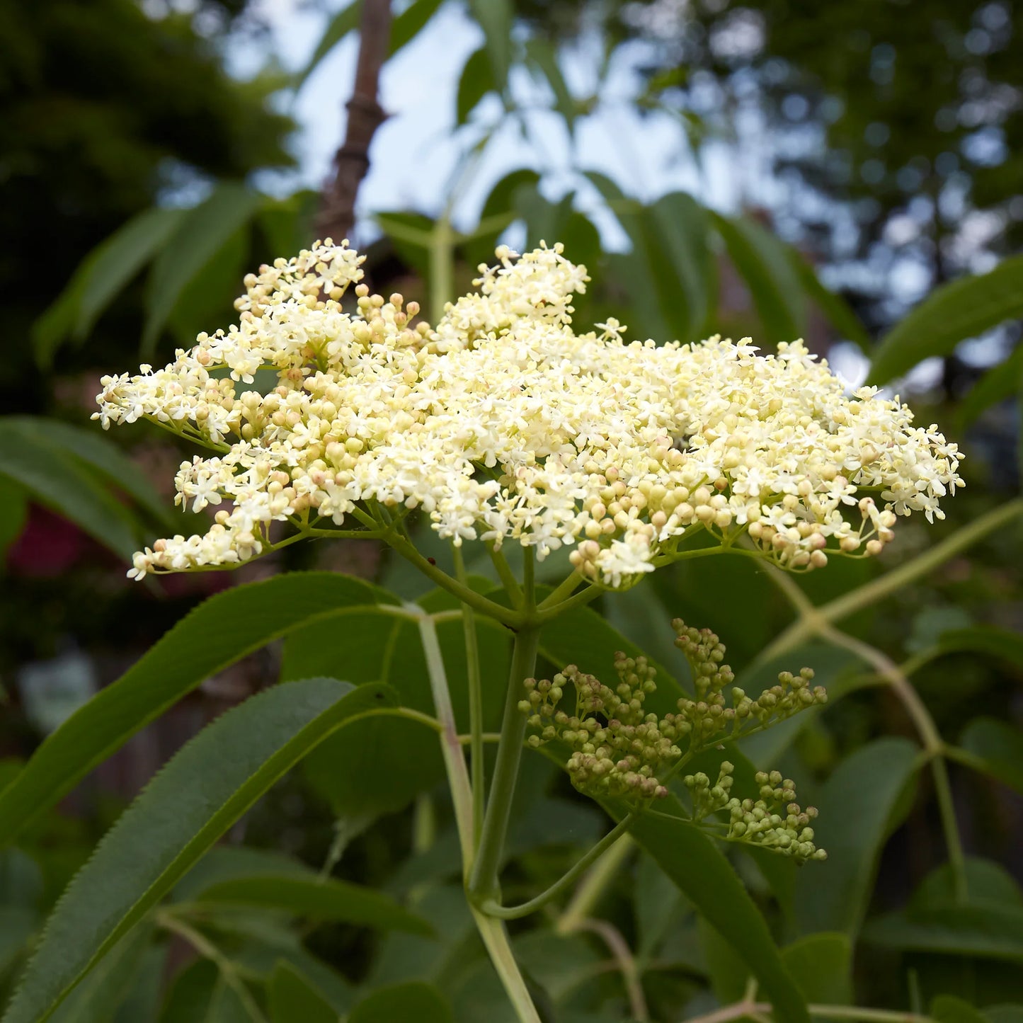 Blue Elderberry - Bundle of 5