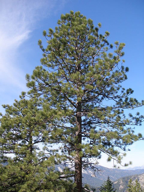 Ponderosa Pine - Bundle of 5