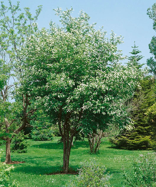 Choke Cherry - Bundle of 5