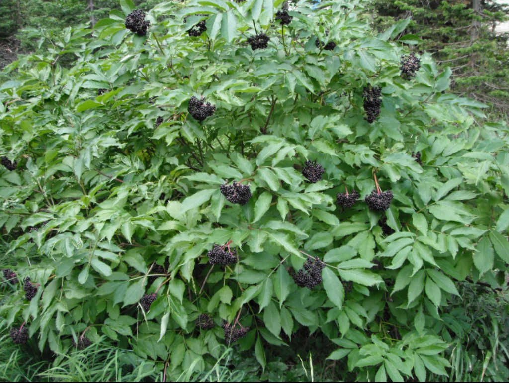 Blue Elderberry (Crowns) - Bundle of 5