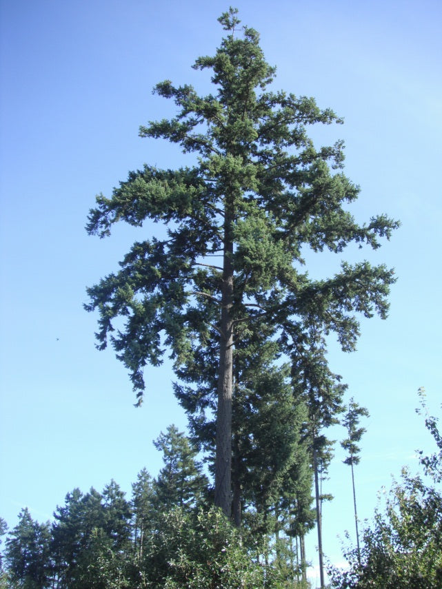 Douglas Fir - Bundle of 5