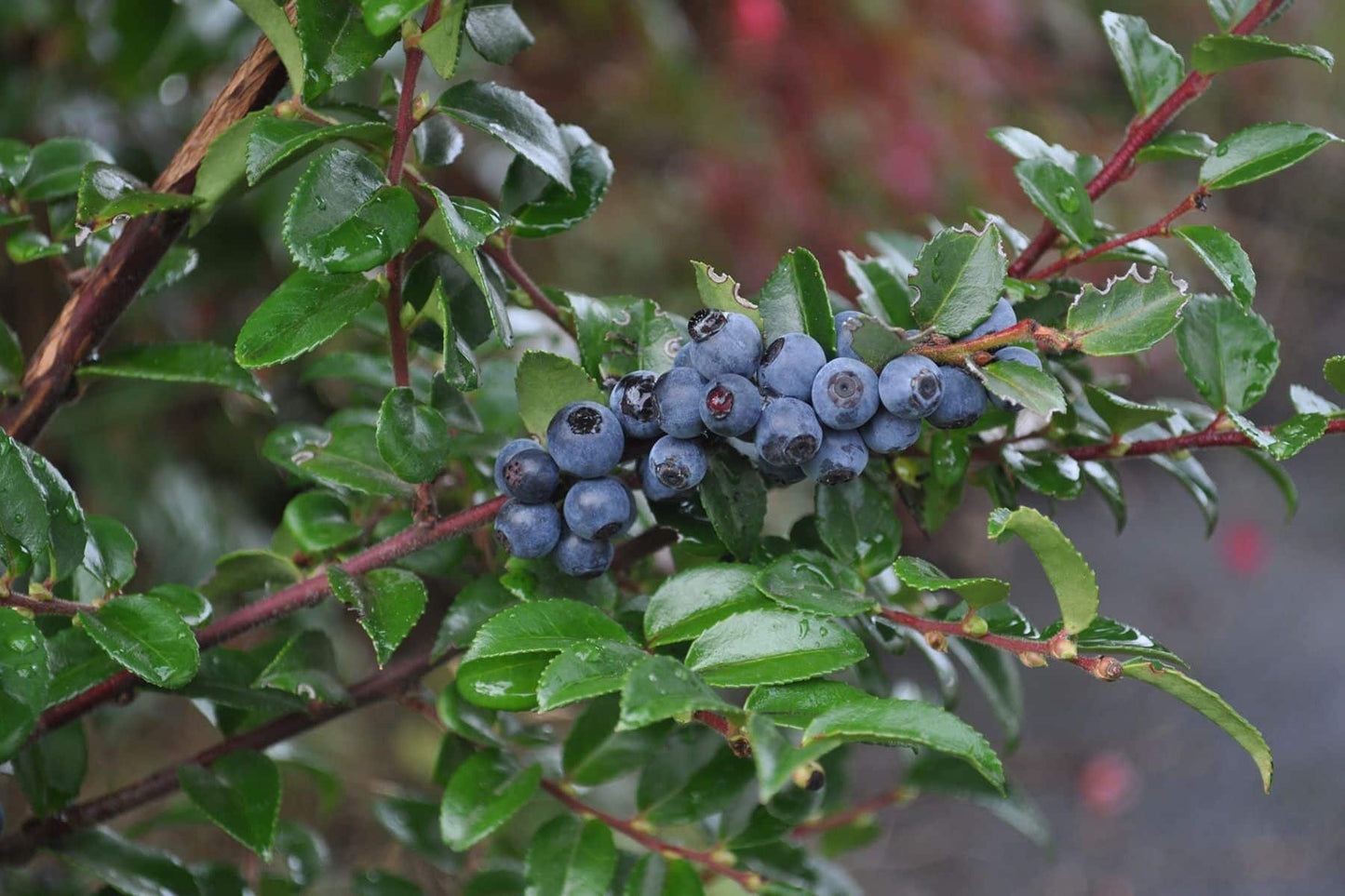 Blue Elderberry - Bundle of 5