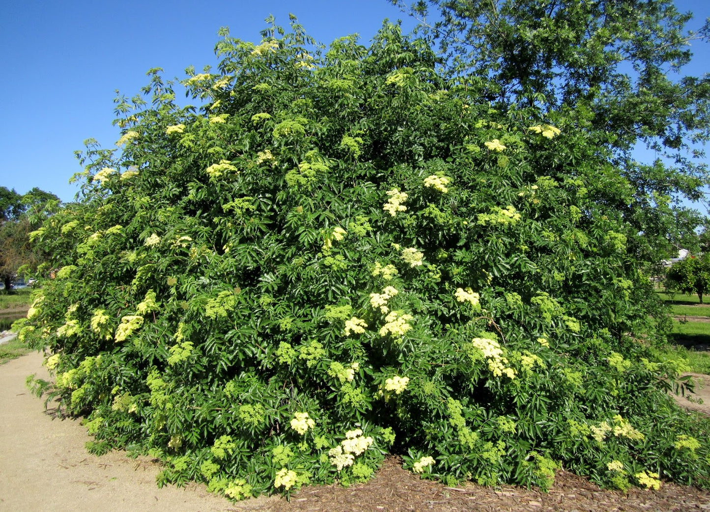 Blue Elderberry - Bundle of 5