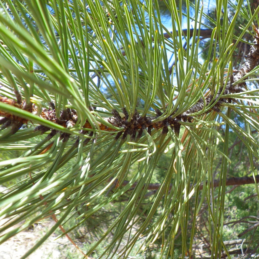 Ponderosa Pine - Bundle of 5