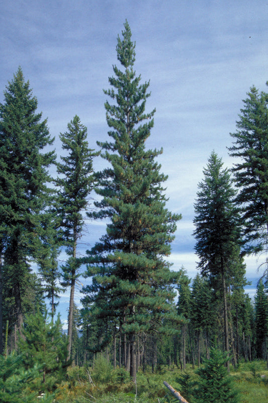 Western White Pine - Bundle of 5