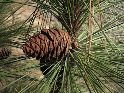 Ponderosa Pine - Bundle of 5