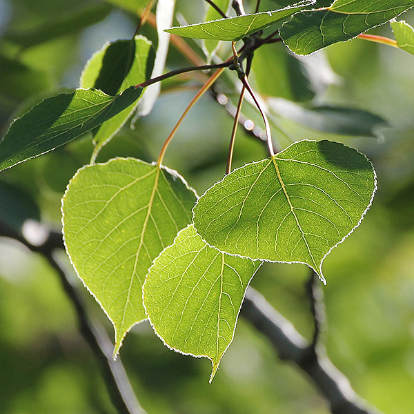 Quaking Aspen - Bundle of 5