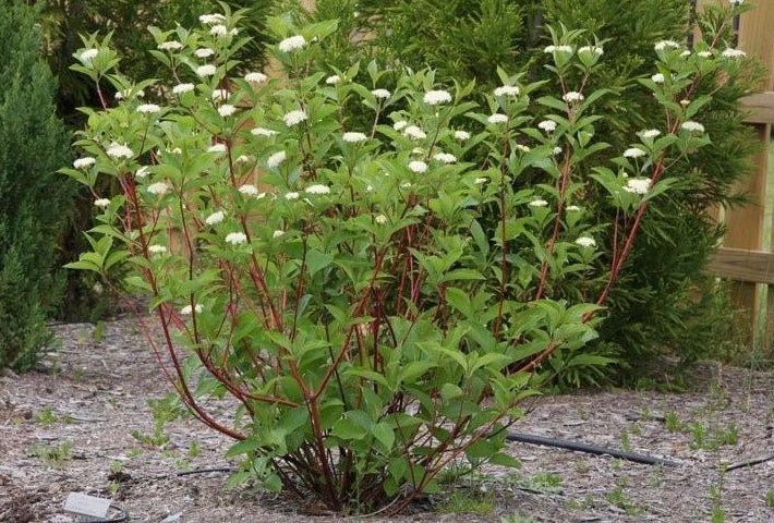 Red Osier Dogwood - Bundle of 5 (Bare Root)