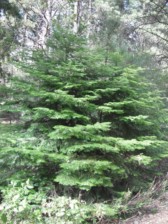 Grand Fir - Bundle of 5