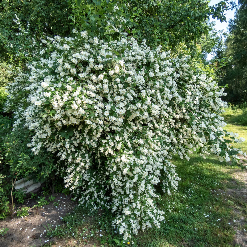 Mock Orange - Bundle of 5