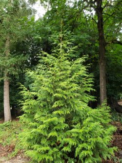 Western Red Cedar - Bundle of 5