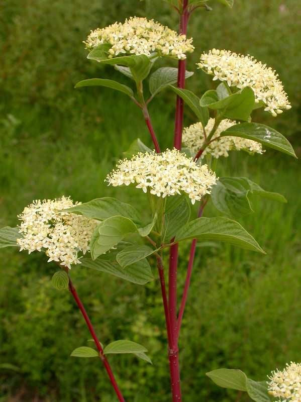 Red Osier Dogwood - Bundle of 5 (Bare Root)