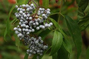 Blue Elderberry (Crowns) - Bundle of 5