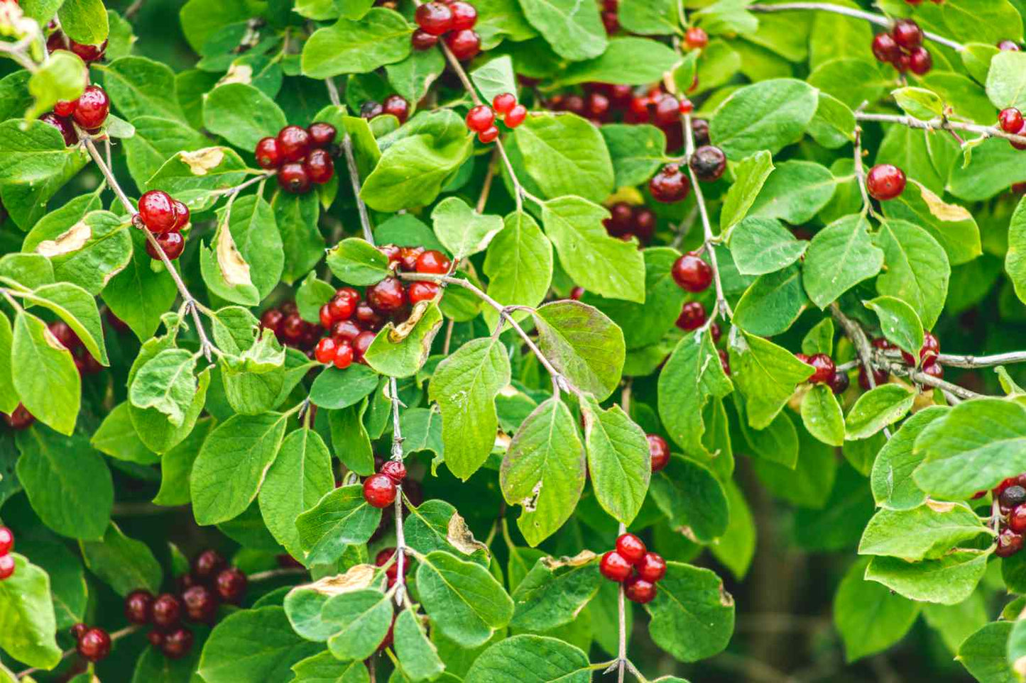 Choke Cherry - Bundle of 5