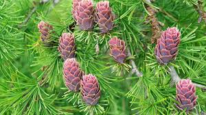 Western Larch - Bundle of 5