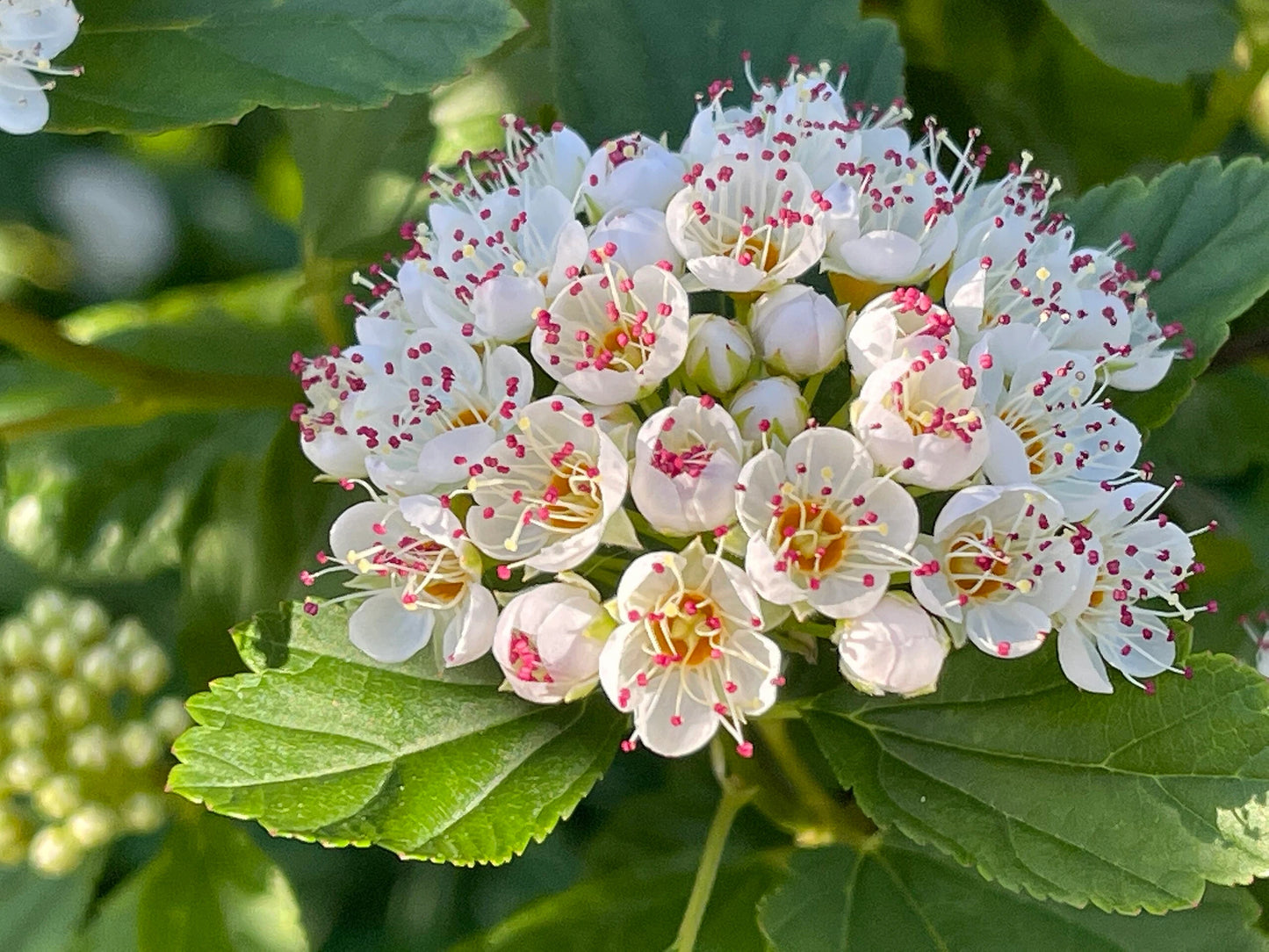 Mallow Ninebark - Bundle of 5