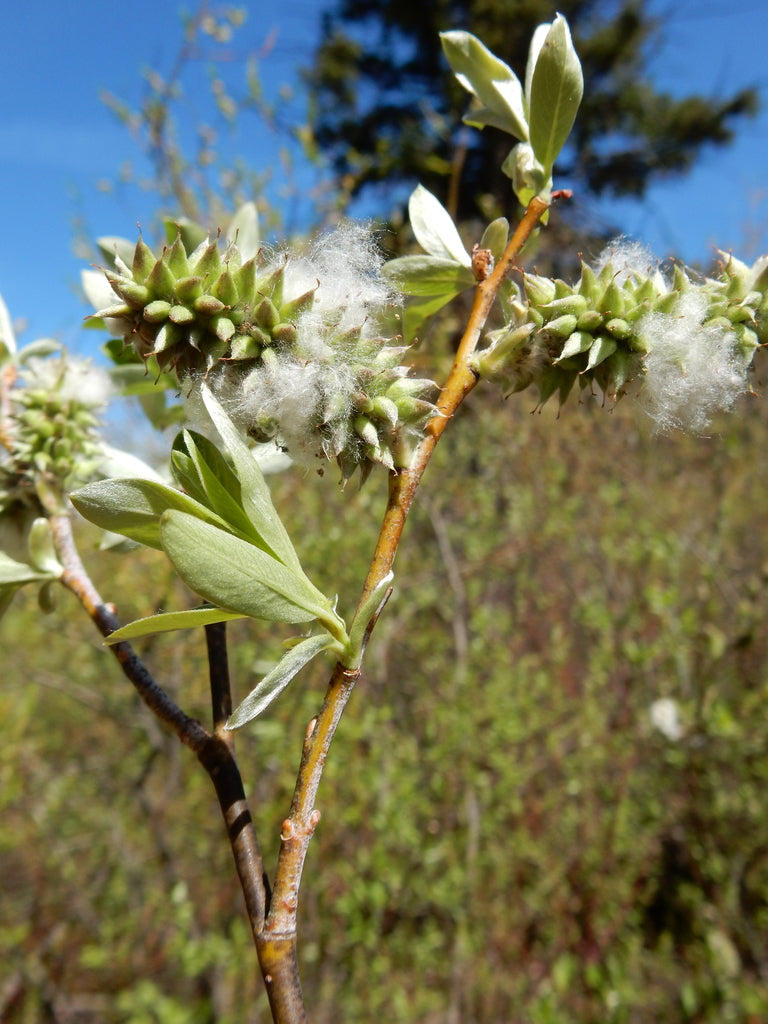 Coyote Willow - Bundle of 5