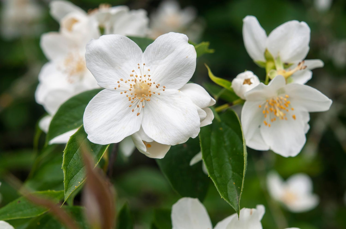 Mock Orange - Bundle of 5