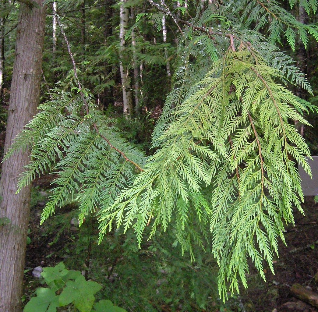 Western Red Cedar - Bundle of 5