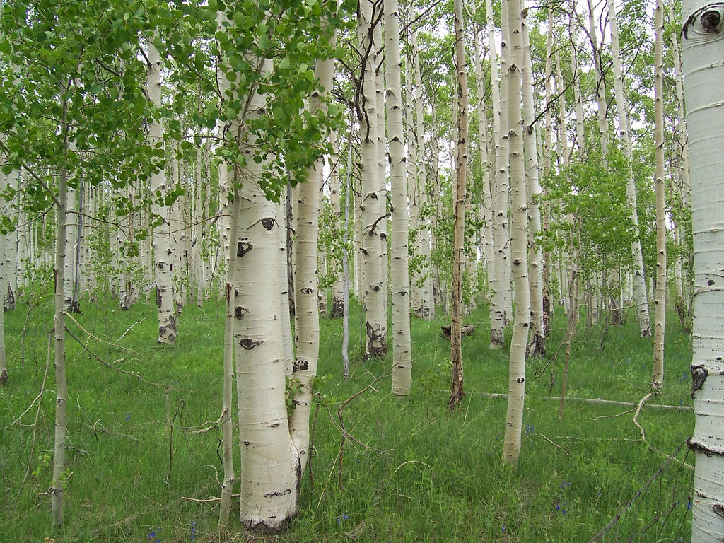 Quaking Aspen - Bundle of 5