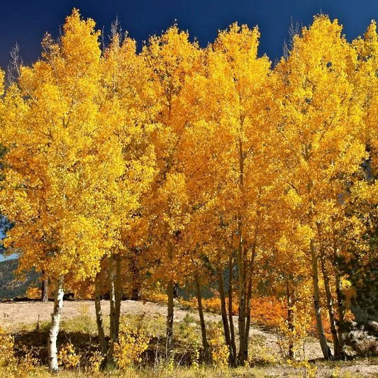 Quaking Aspen - Bundle of 5