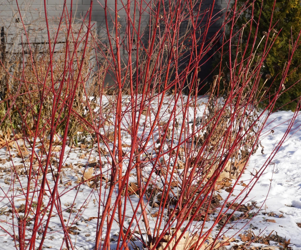 Red Osier Dogwood - Bundle of 5 (Bare Root)