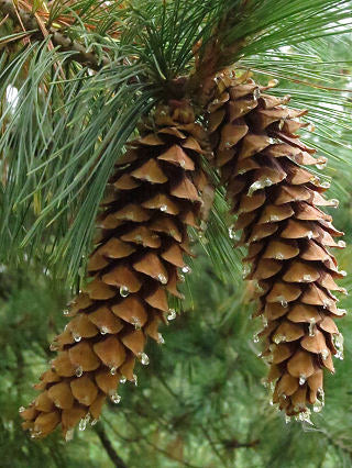 Western White Pine - Bundle of 5