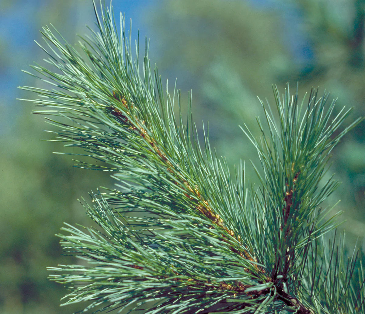 Western White Pine - Bundle of 5