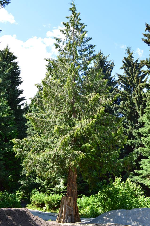 Western Red Cedar - Bundle of 5