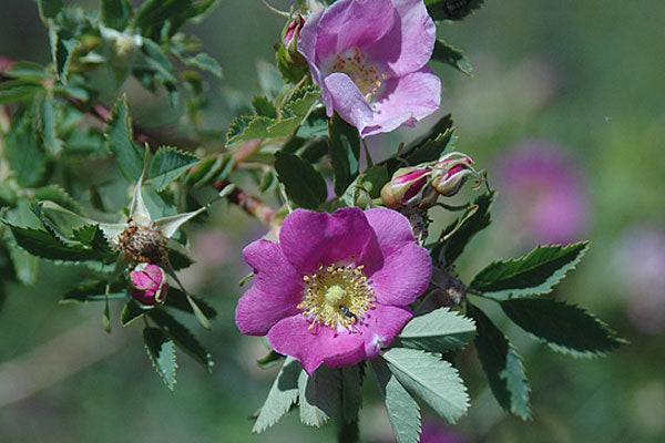 Woods Rose - Bundle of 5